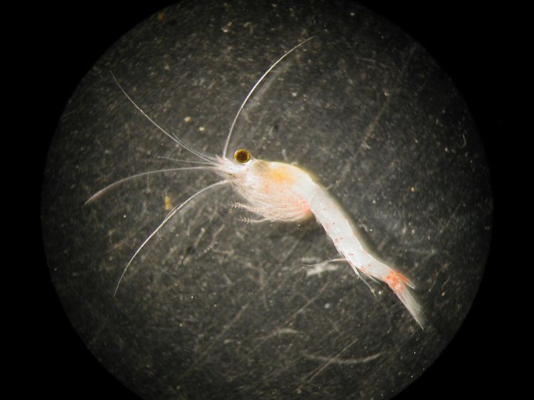 Hemimysis anomala